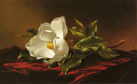 Martin Johnson Heade Magnolia f oil painting picture